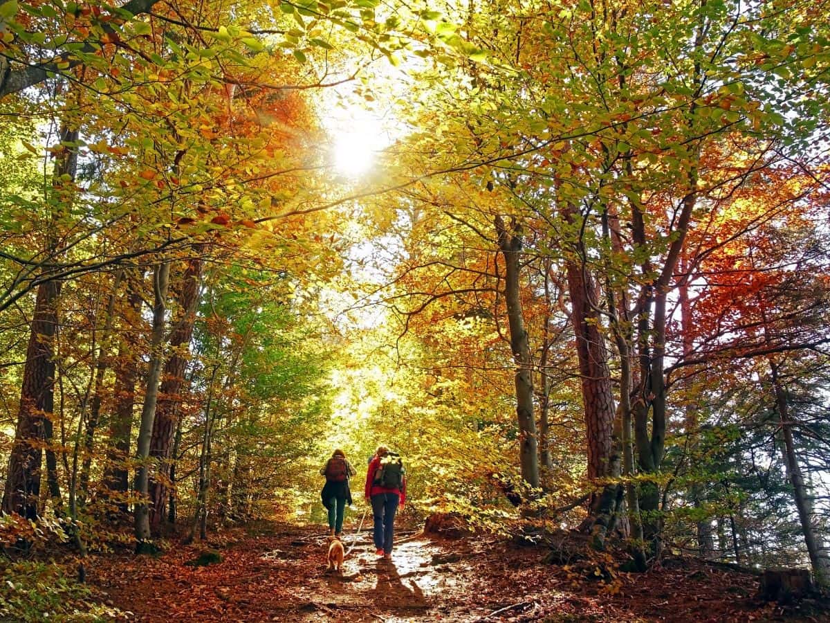 Two hikers carrying backpacks walk with a dog through a sunlit autumn forest, illustrating how to plan what to pack for a day hike based on the route, weather and terrain.