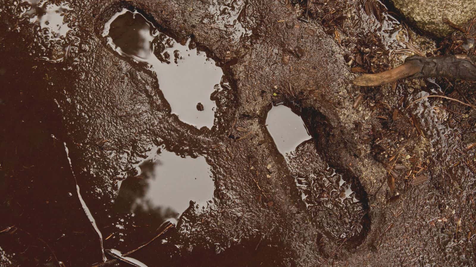 Close-up of deep muddy footprints and standing water on a wet hiking trail, showing the mud suction that can make boots get stuck during a hike through deep mud.